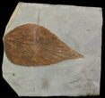 Fossil Leaf (Viburnum) - Montana #52233-1